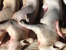  Продаю поросят чищеные 5 кг 5 тысяч 