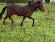 Продаю молодую кобылу 