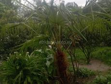 Продается Пальма 