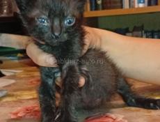 Дарю котят.