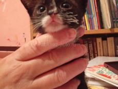 Дарю котят.