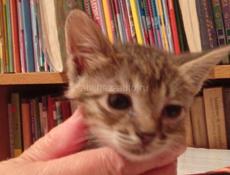 Дарю котят.