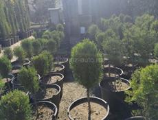 Декоративные растения. Г. Очамчира