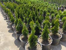 Декоративные растения. Г. Очамчира