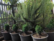 Декоративные растения. Г. Очамчира