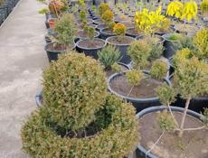 Декоративные растения. Г. Очамчира