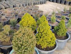 Декоративные растения. Г. Очамчира