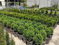 Декоративные растения. Г. Очамчира