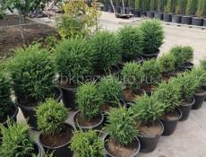 Декоративные растения. Г. Очамчира