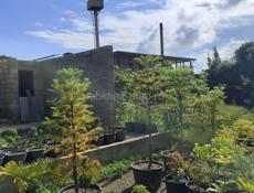 Декоративные растения. Г. Очамчира