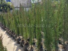 Декоративные растения. Г. Очамчира