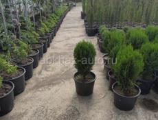 Декоративные растения. Г. Очамчира