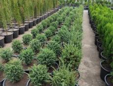 Декоративные растения. Г. Очамчира