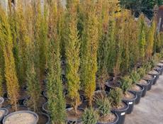 Декоративные растения. Г. Очамчира