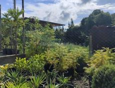 Декоративные растения. Г. Очамчира