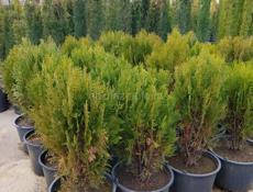 Декоративные растения. Г. Очамчира