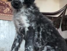 Отдам в добрые руки щенка 