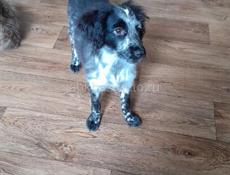 Отдам в добрые руки щенка 