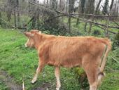 Продаётся годичная тёлка