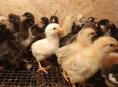 Продаются цыплята 7 дней