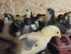 Продаются  цыплята  18 дней