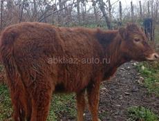 Телка 50 кг 35 т