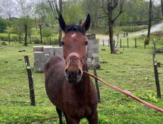 Срочно 🚨 кобыла 