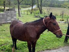 Срочно 🚨 кобыла 