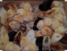 Калдахвара , Гагра , Пицунда 