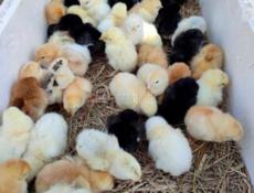 Калдахвара , Гагра , Пицунда 