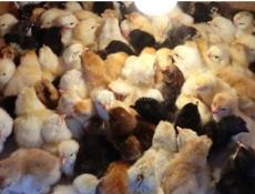 Калдахвара , Гагра , Пицунда 