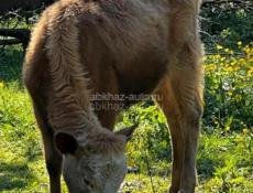 Продаю тёлку 