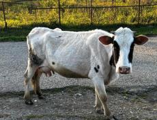 Продаю корову 