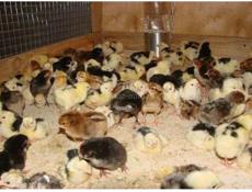 Цыплята суточные 