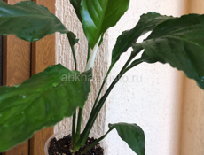 Комнатные растения