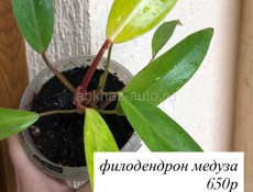 Комнатные растения