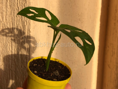 Комнатные растения