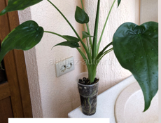 Комнатные растения