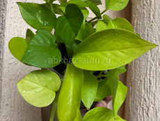 Комнатные растения