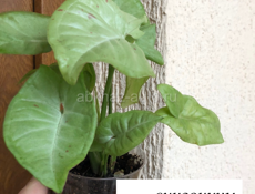 Комнатные растения