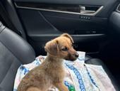 Отдам в добрые руки