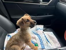 Отдам в добрые руки