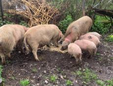 Продаются свиньий 