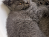 Британские котята!! 