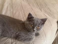 Британские котята!! 