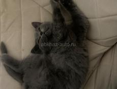 Британские котята!! 