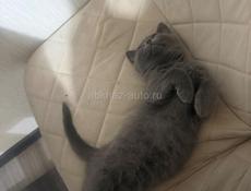 Британские котята!! 