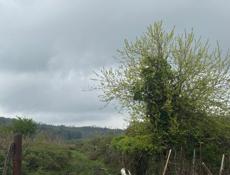 Продается участок 27 соток  Находится в Сухуме  Район Ачадара  Заезд объездной  