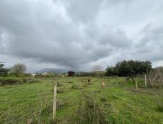 Продается участок 27 соток  Находится в Сухуме  Район Ачадара  Заезд объездной  