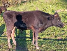 Бычок 120 кг
